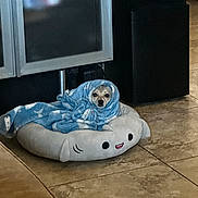 Canelo is registered to the contest to win money with this photo: animal, blanket, cabinet, comfort, companion, cozy, curious, cute, dog, domestic, face, floor, furniture, indoor, pet_bed, resting, shark_bed, small_dog, tile_floor, wrapped