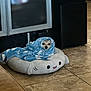 animal, blanket, cabinet, comfort, companion, cozy, curious, cute, dog, domestic, face, floor, furniture, indoor, pet_bed, resting, shark_bed, small_dog, tile_floor, wrapped