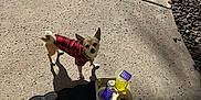 Canelo is registered to the contest to win money with this photo: animal, beverages, canine, casual, concrete, curious, daylight, dog, drink_carrier, looking_up, mat, outdoor, pavement, pet, plaid_jacket, shadow, sidewalk, small_dog, sunlight, walking_path