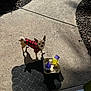 animal, beverages, canine, casual, concrete, curious, daylight, dog, drink_carrier, looking_up, mat, outdoor, pavement, pet, plaid_jacket, shadow, sidewalk, small_dog, sunlight, walking_path