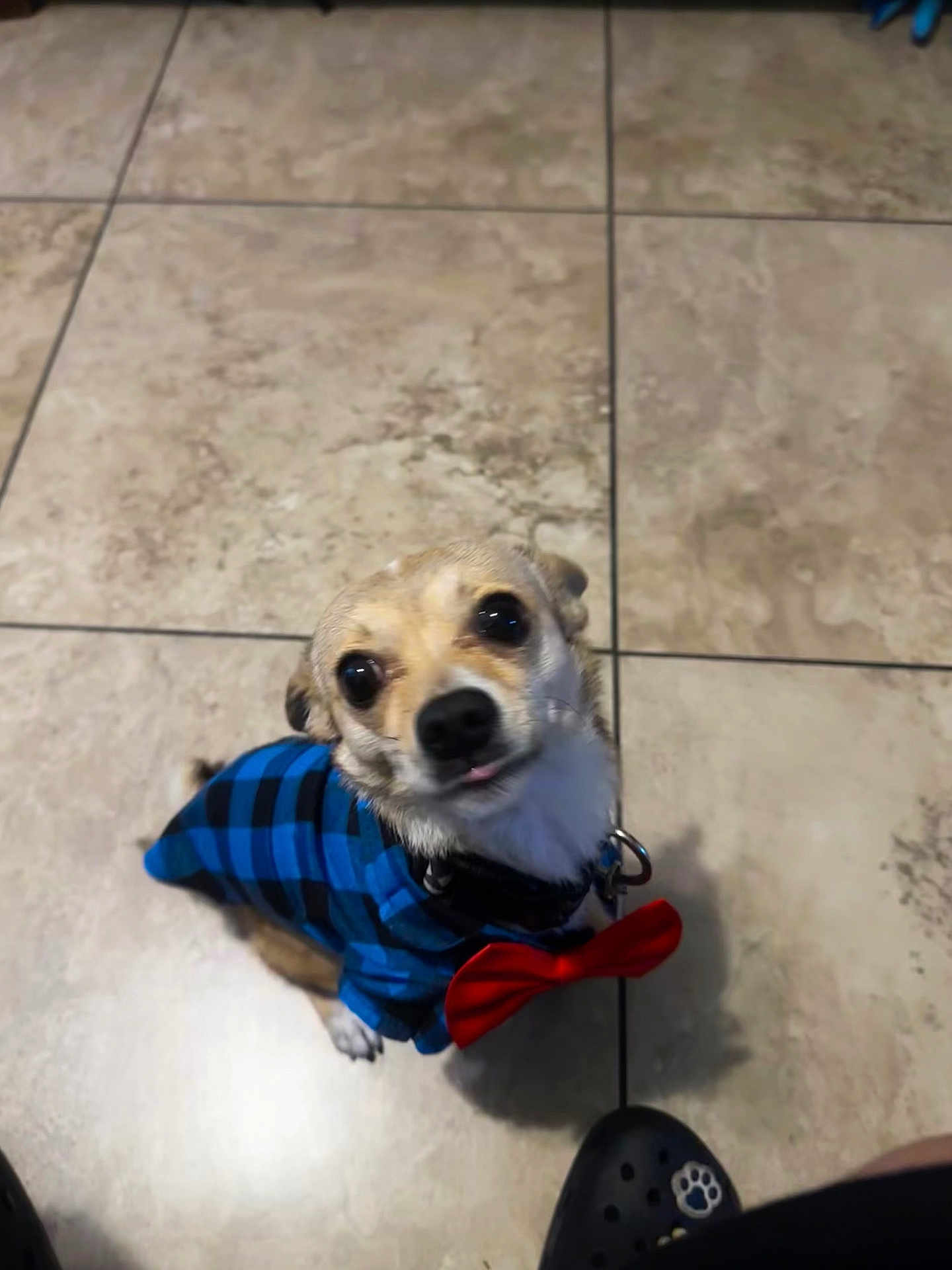 Canelo is registered to the contest to win money with this photo: adorable, animal, blue_shirt, close_up, companion, cute, dog, domestic_animal, footwear, friendly, furry, indoor, looking_up, paw_print, pet, red_bow_tie, sitting, small_dog, tile_floor, tongue_out