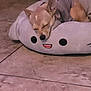 Canelo joined the competition — help win amazing prizes! animal, brown_dog, closed_eyes, comfort, cozy, cute, dog, ears, floor, home, indoors, pet, plush_bed, quiet, relaxed, resting, sleeping, small_dog, snout, tile