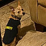 Canelo is registered to the contest to win money with this photo: animal, beige_couch, black_shirt, brown_fur, collar, companion, curious_expression, cute, dog, domestic_animal, ears, fur, indoor, looking_back, pet, security_shirt, sitting, small_dog, tail, tile_floor