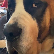Charley joined the competition — help win amazing prizes! animal, christmas_tree, close_up, collar, cute, decor, dog, expression, face, festive, fur, holiday, holiday_lights, indoors, large_dog, muzzle, pet, portrait, saint_bernard, side_eye