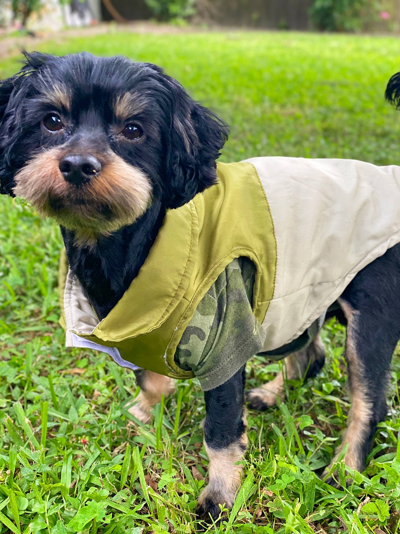 Manolo is registered to the contest to win money with this photo: canidae, carnivore, cavapoo, companion_dog, dog, dog_breed, dog_clothes, hunting_dog, mammal, petit_basset_griffon_vendeen, puppy, rare_breed_dog, schnoodle, sporting_group, vertebrate