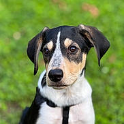 Atlas participe au concours pour gagner de l'argent avec cette photo : dog, puppy, black, white, tan, fur, animal, pet, outdoor, grass, green, blurred_background, portrait, harness, ears, snout, eyes, cute, young, sitting
