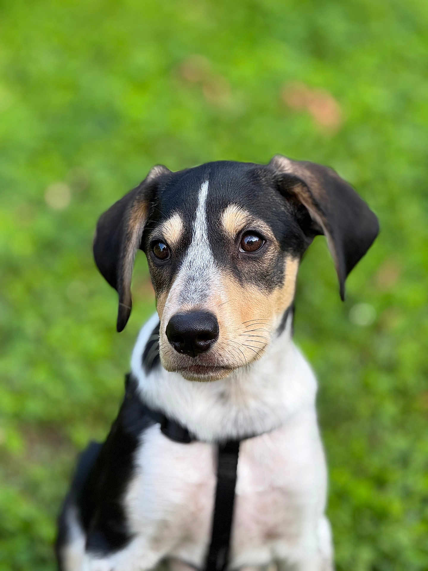 Atlas participe au concours pour gagner de l'argent avec cette photo : dog, puppy, black, white, tan, fur, animal, pet, outdoor, grass, green, blurred_background, portrait, harness, ears, snout, eyes, cute, young, sitting