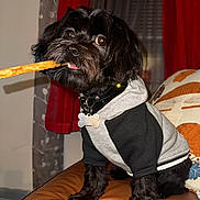 Tuka is registered to the contest to win money with this photo: animal, black_dog, collar, couch, curtains, cute, dog, dog_tag, eyes, face, fur, hoodie, indoor, leather_couch, mouth, pet, pillow, sitting, small_dog, treat