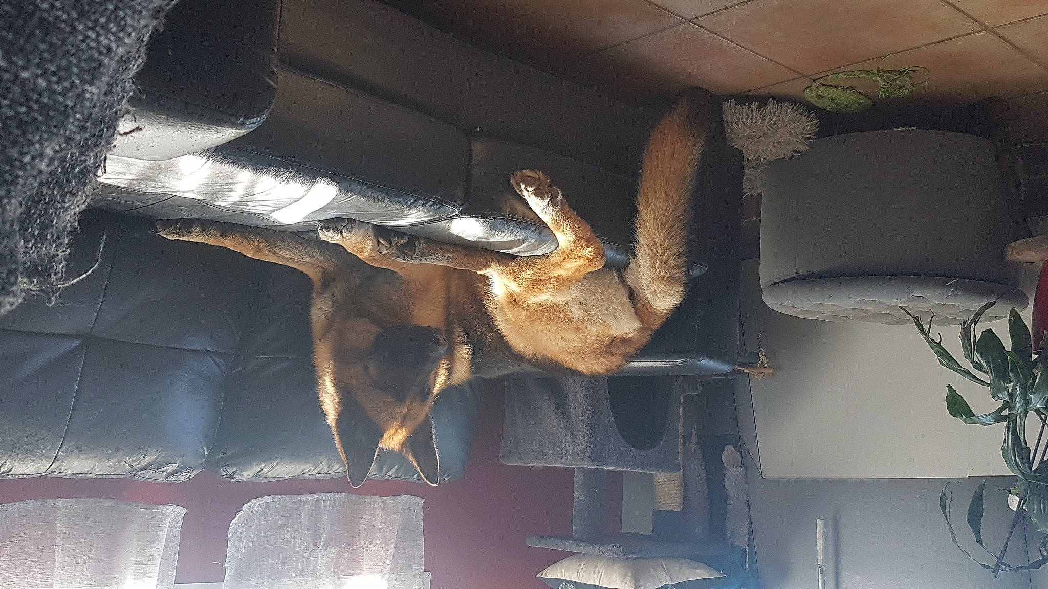 Joska a rejoint le concours — aidez-le/la à gagner de superbes lots ! auto_part, automotive_design, automotive_exterior, bumper, ceiling, family_car, fur, hood, luxury_vehicle, metal, room, sculpture, tail, tints_and_shades, vehicle, vehicle_door, vertebrate, windshield, wing, wood