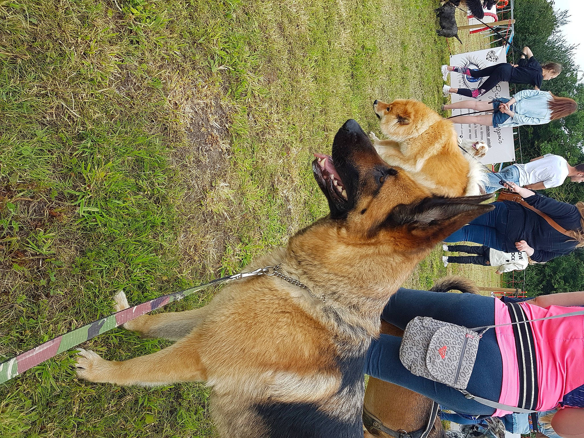 Joska a rejoint le concours — aidez-le/la à gagner de superbes lots ! canidae, carnivore, collar, companion_dog, dog, dog_breed, dog_collar, dog_supply, fawn, grass, hat, leash, pet_supply, plant, recreation, snout, sporting_group, tail, tree, working_animal