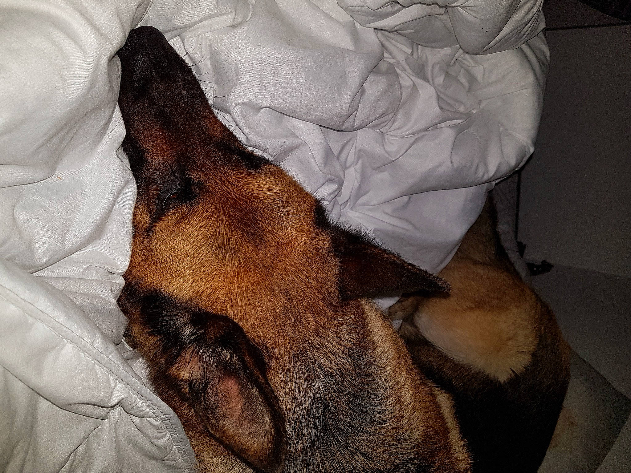 Joska participe au concours pour gagner de l'argent avec cette photo : canidae, carnivore, comfort, companion_dog, dog, dog_breed, ear, fawn, foot, fur, guard_dog, human_leg, linens, liver, nap, paw, snout, sporting_group, whiskers, working_animal