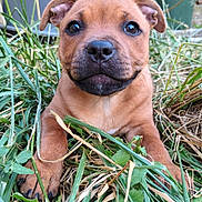 Bullet a rejoint le concours — aidez-le/la à gagner de superbes lots ! puppy, dog, grass, outdoor, greenery, plant_pot, brown, cute, young, pet, animal, nature, leaf, garden, close_up, adorable, small, fur, eyes, face