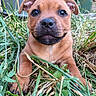 puppy, dog, grass, outdoor, greenery, plant_pot, brown, cute, young, pet, animal, nature, leaf, garden, close_up, adorable, small, fur, eyes, face