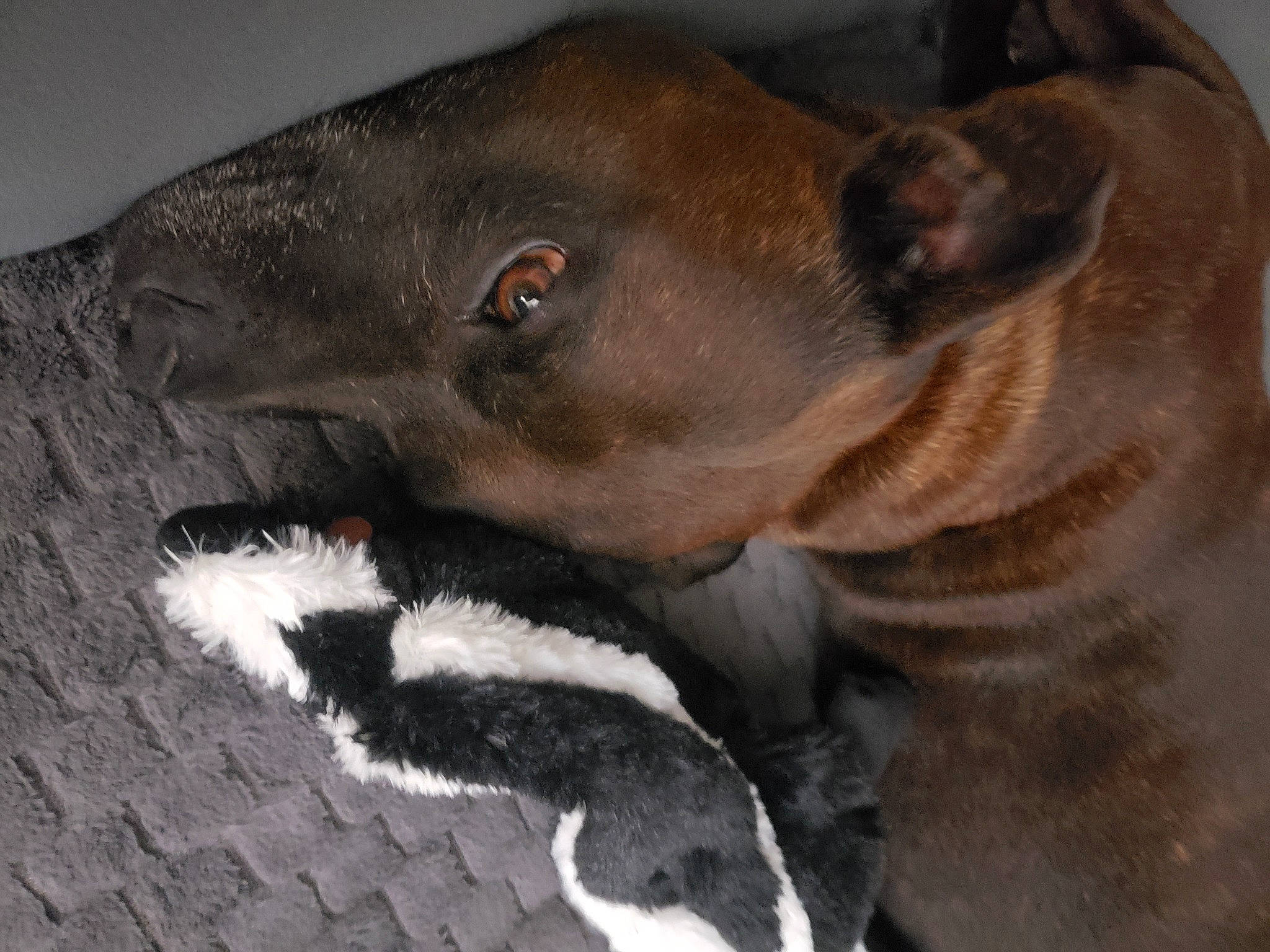 Loona participe au concours pour gagner de l'argent avec cette photo : canidae, carnivore, collar, comfort, companion_dog, dog, dog_breed, ear, fawn, fur, guard_dog, liver, non_sporting_group, paw, snout, sporting_group, terrestrial_animal, whiskers, working_animal