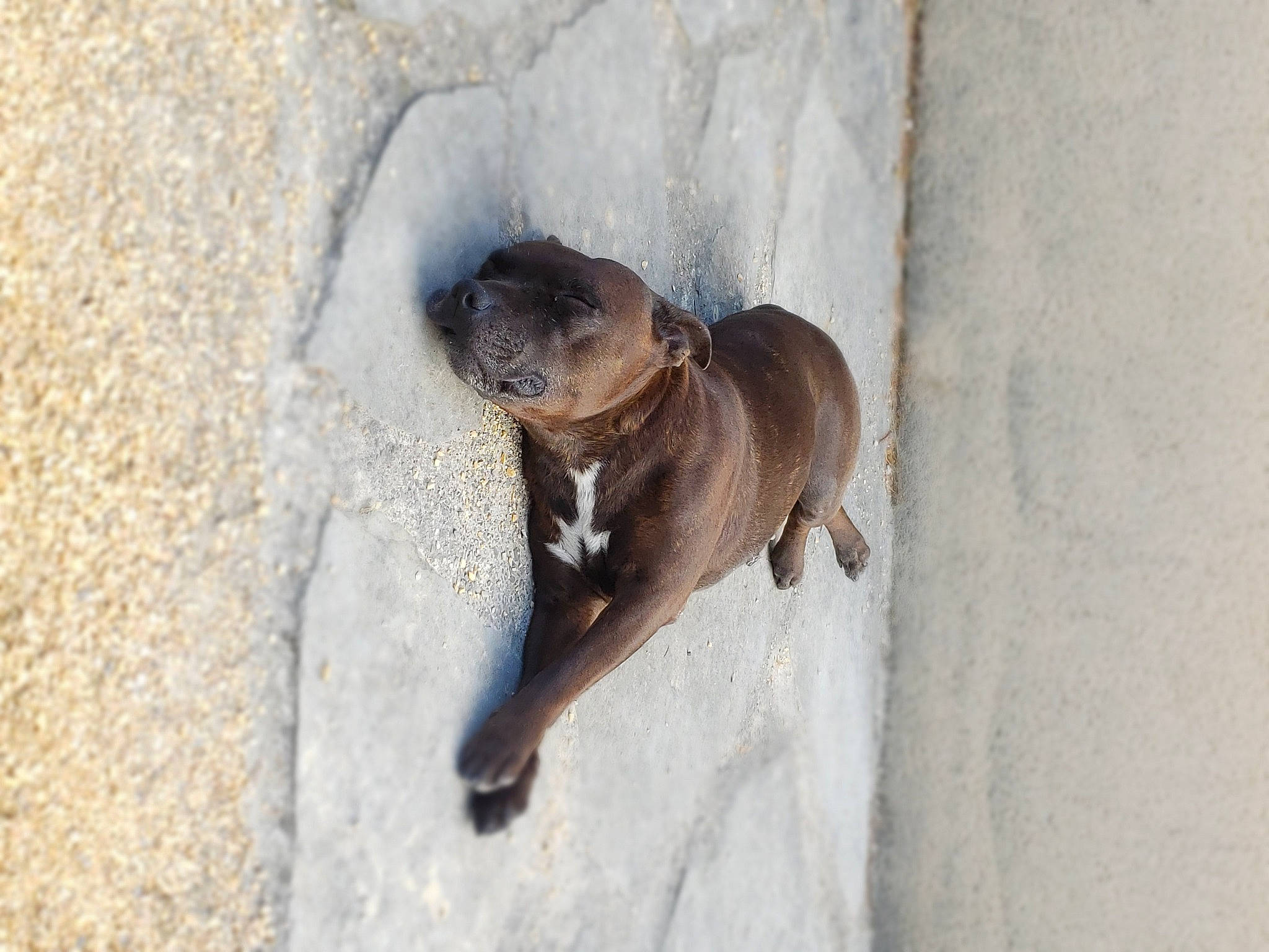 Loona participe au concours pour gagner de l'argent avec cette photo : canidae, carnivore, claw, dog_breed, door, liver, paw, sporting_group, tail, terrestrial_animal, window, wood, working_animal