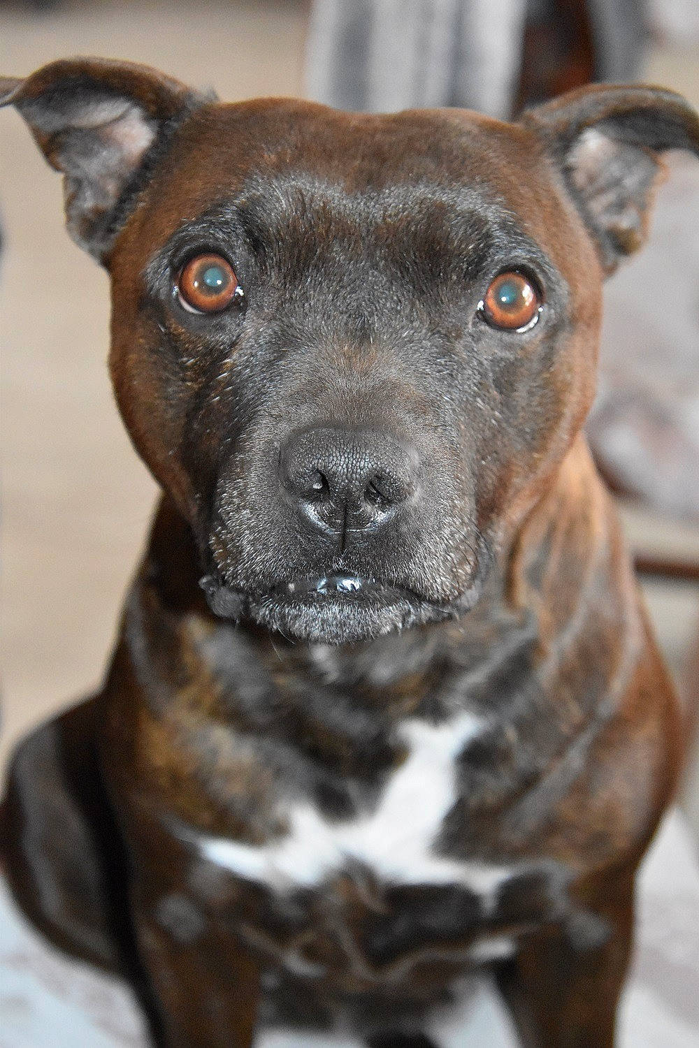 Loona a rejoint le concours — aidez-le/la à gagner de superbes lots ! ancient_dog_breeds, canidae, canis_panther, carnivore, collar, companion_dog, dog, dog_breed, dog_collar, eye, fawn, fur, guard_dog, head, non_sporting_group, snout, sporting_group, whiskers, working_animal, working_dog