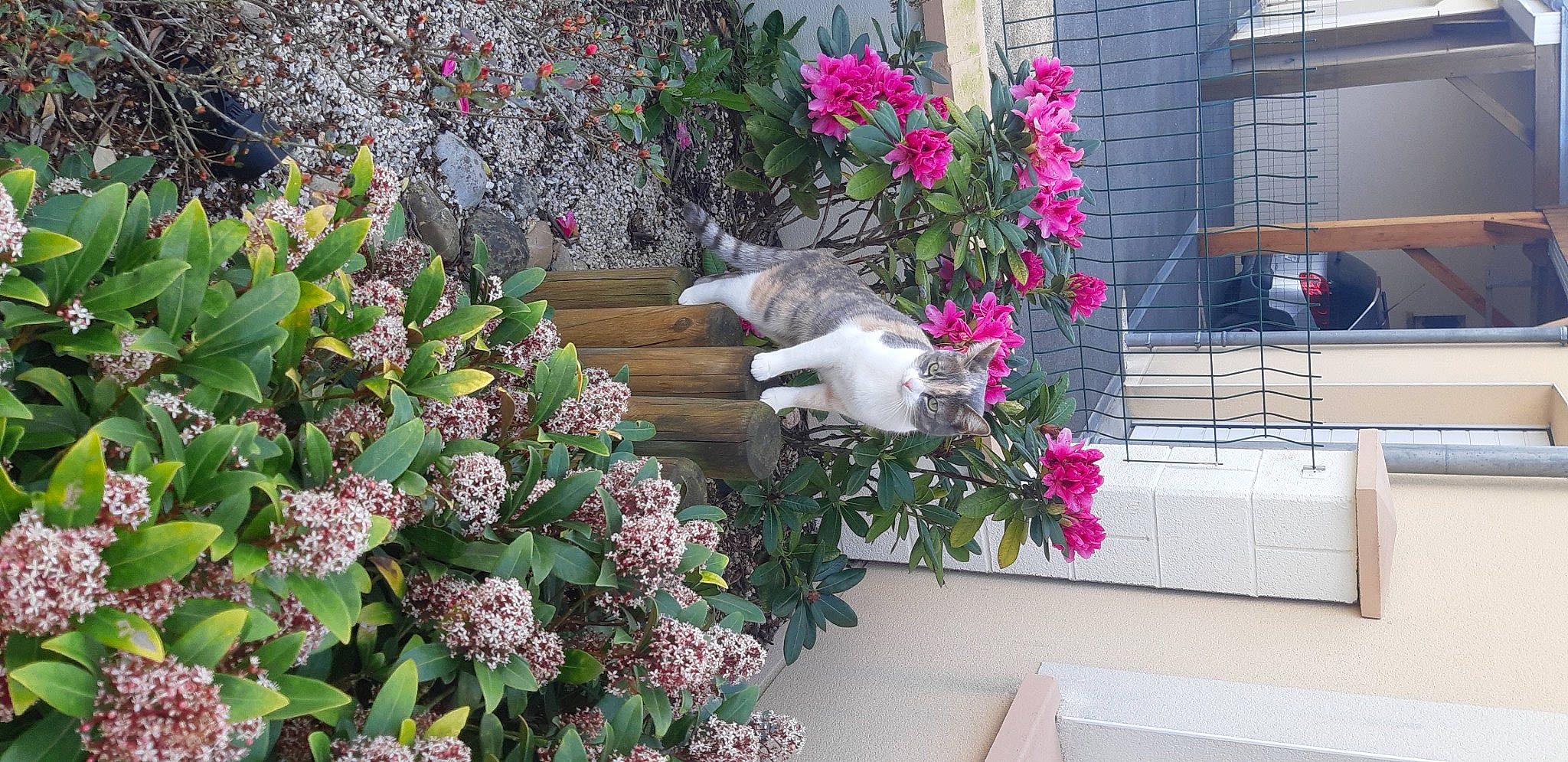 Princesse a rejoint le concours — aidez-le/la à gagner de superbes lots ! annual_plant, building, carnivore, cat, floristry, flower, flower_arranging, flowering_plant, flowerpot, garden, groundcover, herbaceous_plant, houseplant, magenta, petal, pink, plant, shrub, terrestrial_plant, window