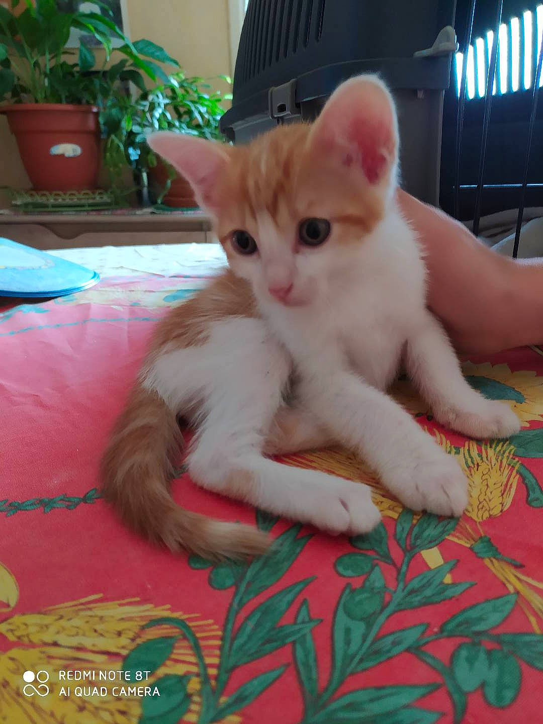 Petit participe au concours pour gagner de l'argent avec cette photo : carnivore, cat, comfort, domestic_short_haired_cat, fawn, felidae, flowerpot, foot, fur, gesture, houseplant, lap, nail, paw, pet_supply, plant, sitting, small_to_medium_sized_cats, tail, whiskers