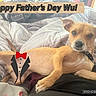 Wu Tang joined the competition — help win amazing prizes! bed, blanket, canine, celebration, collar, cute, dog, ears, eyes, fur, holiday, indoor, nose, paws, pet, resting, small_dog, striped_bedding, text_overlay, tuxedo_graphic