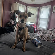 Wu Tang joined the competition — help win amazing prizes! bed, blanket, blinds, can, casual, collar, curtains, dog, domestic, ear, footwear, furniture, indoor, lamp, person_leg, pet, purple_wall, relaxed, room, window