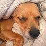 Wu Tang is registered to the contest to win money with this photo: animal, blanket, brown, closeup, comfort, cozy, cute, dog, face, fur, indoors, paw, peaceful, pet, relaxing, resting, sleeping, snuggling, soft, warm