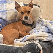 Wu Tang joined the competition — help win amazing prizes! dog, small_dog, brown_dog, pet, animal, blanket, bed, cozy, fur, ears, collar, indoor, floor, wood_floor, relaxed, cute, looking_at_camera, domestic_animal, companion, resting