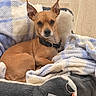 dog, small_dog, brown_dog, pet, animal, blanket, bed, cozy, fur, ears, collar, indoor, floor, wood_floor, relaxed, cute, looking_at_camera, domestic_animal, companion, resting
