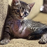 Vera is registered to the contest to win money with this photo: animal, beige, cat, closeup, couch, curious, cute, ears, fur, indoor, kitten, paw, pet, relaxed, resting, sleepy, tabby, texture, whiskers, young