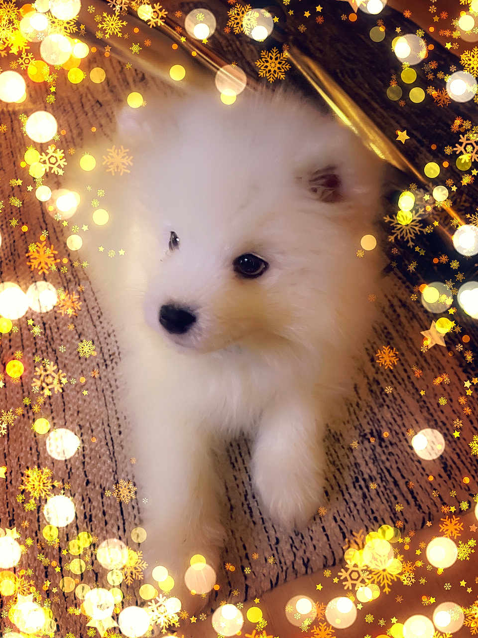 Cooper participe au concours pour gagner de l'argent avec cette photo : puppy, dog, white_fur, fluffy, cute, pet, indoors, holiday, bokeh, snowflake_overlay, festive, warm_lighting, texture, closeup, animal, adorable, lying_down, soft, young, companion