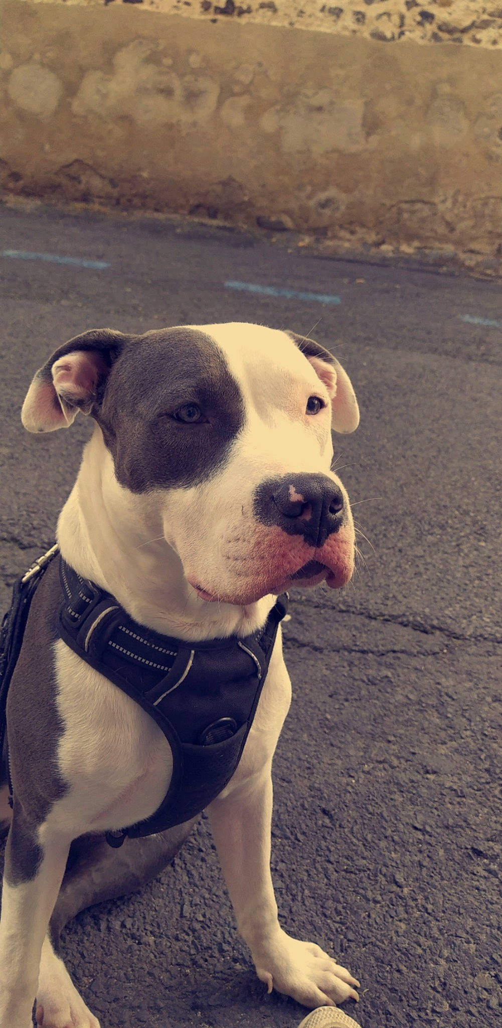 Déné a rejoint le concours — aidez-le/la à gagner de superbes lots ! canidae, carnivore, collar, companion_dog, dog, dog_breed, dog_collar, dog_supply, fawn, non_sporting_group, pet_supply, snout, sporting_group, terrestrial_animal, whiskers, working_animal, working_dog