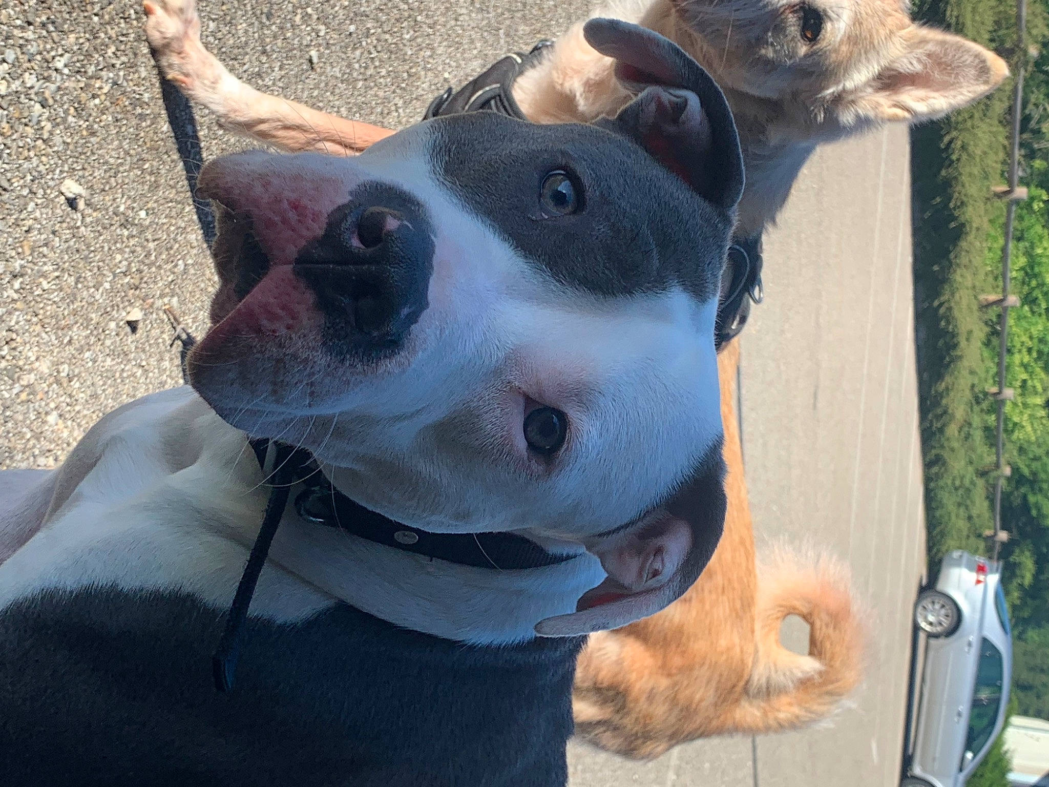 Déné a rejoint le concours — aidez-le/la à gagner de superbes lots ! canidae, car, carnivore, collar, companion_dog, dog, dog_breed, dog_collar, dog_supply, fawn, fur, jaw, leash, pet_supply, plant, snout, sporting_group, vehicle, whiskers, working_animal