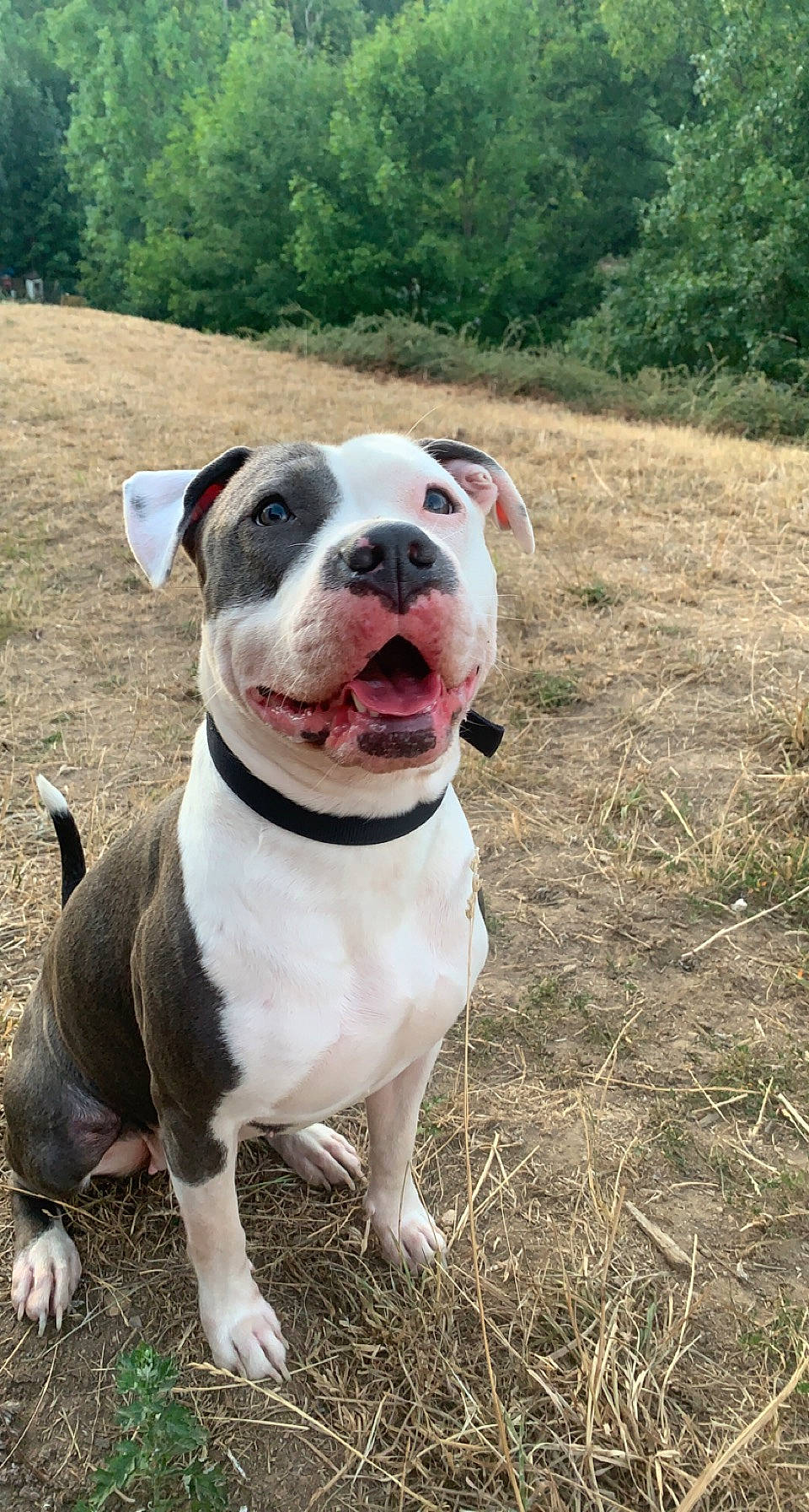 Déné participe au concours pour gagner de l'argent avec cette photo : bulldog, canidae, carnivore, collar, companion_dog, dog, dog_breed, dog_collar, fawn, grass, hunting_dog, molosser, non_sporting_group, plant, sporting_group, terrestrial_animal, tree, whiskers, working_animal, working_dog