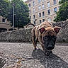 Blue a rejoint le concours — aidez-le/la à gagner de superbes lots ! puppy, dog, brindle, walking, concrete, urban, building, tree, sidewalk, ears, curious, young, outdoor, street, daylight, shadow, closeup, front_view, nature, pet