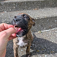 Blue a rejoint le concours — aidez-le/la à gagner de superbes lots ! puppy, dog, brindle, pet, outdoor, steps, person, hand, playful, tongue, nibble, sunlight, concrete, animal, young_dog, cute, friendly, closeup, happy, curious