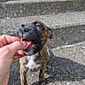 animal, brindle, closeup, concrete, curious, cute, dog, friendly, hand, happy, nibble, outdoor, person, pet, playful, puppy, steps, sunlight, tongue, young_dog