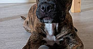 Blue participe au concours pour gagner de l'argent avec cette photo : puppy, dog, brindle, indoor, floor, toy, rope_toy, ears_up, pet, animal, laying_down, curious, playful, wooden_floor, brown, black, white_chest, close_up, young_dog, domestic_animal