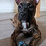 animal, black, brindle, brown, close_up, curious, dog, domestic_animal, ears_up, floor, indoor, laying_down, pet, playful, puppy, rope_toy, toy, white_chest, wooden_floor, young_dog