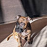 Blue participe au concours pour gagner de l'argent avec cette photo : puppy, dog, brindle, sitting, sunlight, shadow, floor, wooden_floor, indoor, pet, young_dog, canine, adorable, curious, ears, tail, animal, cute, light, shadow_play