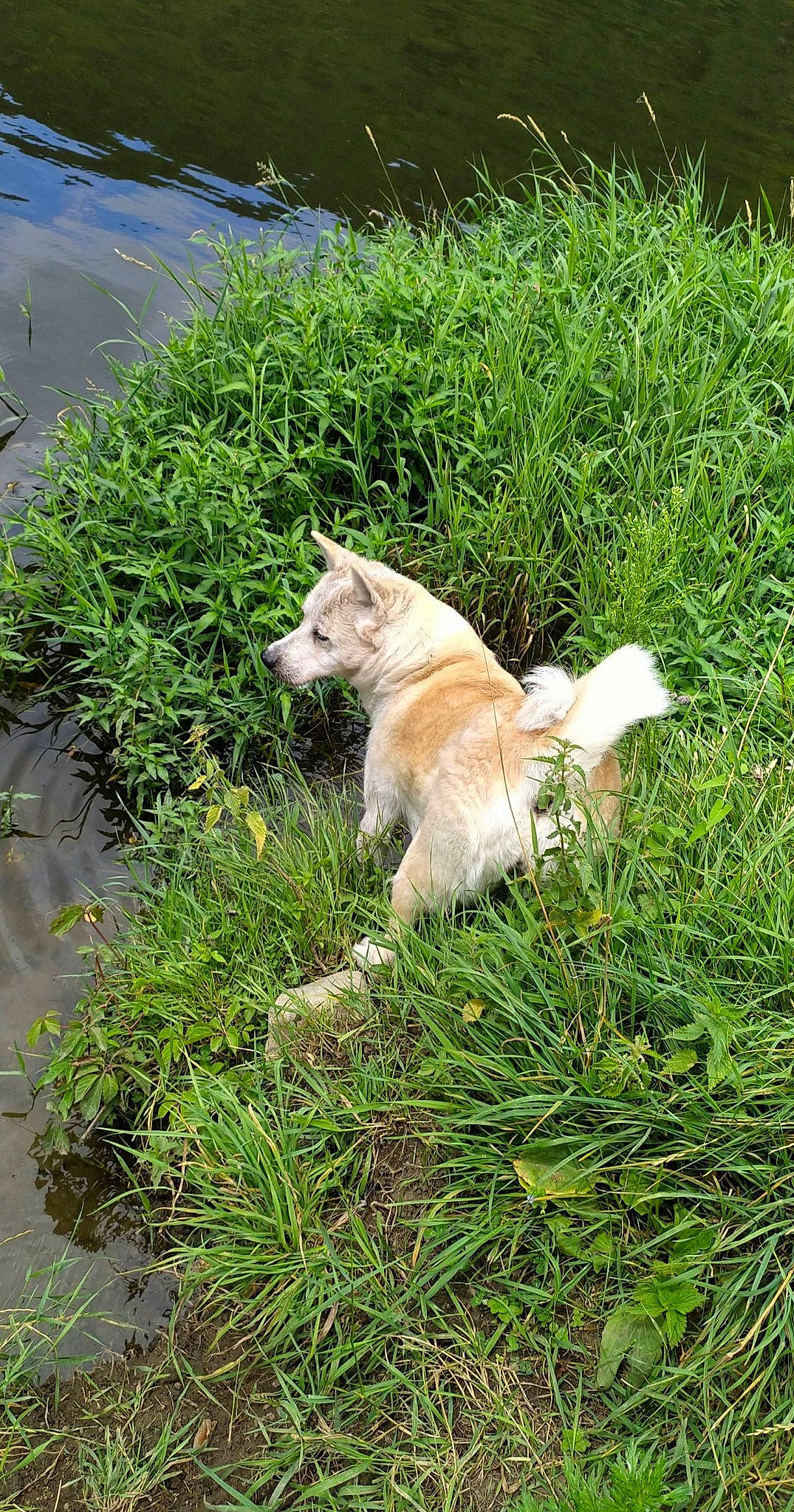 Isis a rejoint le concours — aidez-le/la à gagner de superbes lots ! canidae, carnivore, companion_dog, dog, dog_breed, fawn, felidae, fur, grass, grass_family, groundcover, lawn, plant, puppy, road_surface, small_to_medium_sized_cats, sporting_group, tail, terrestrial_animal, whiskers