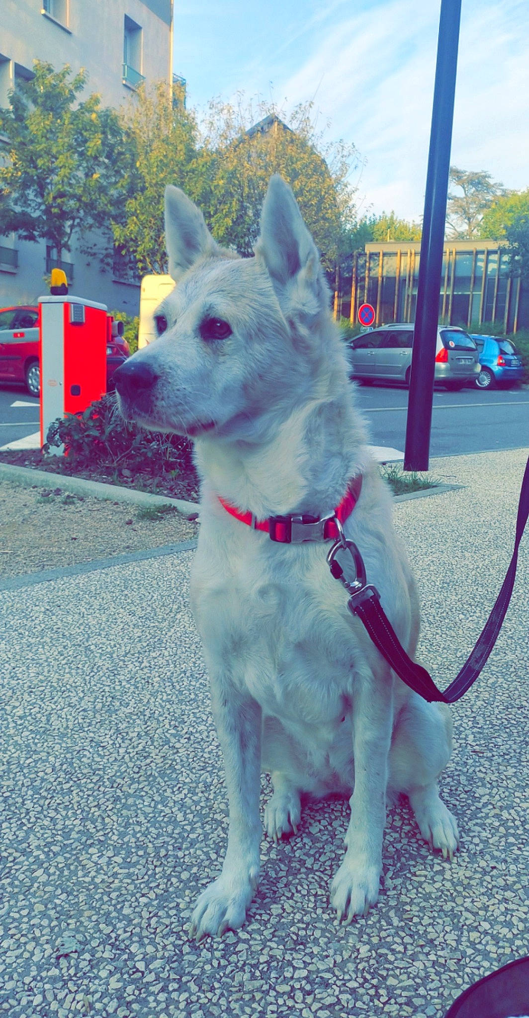 Isis participe au concours pour gagner de l'argent avec cette photo : blue, canidae, car, carnivore, collar, companion_dog, dog, dog_breed, dog_collar, door, electric_blue, fawn, pet_supply, sky, snout, sporting_group, tail, tree, wheel, working_animal