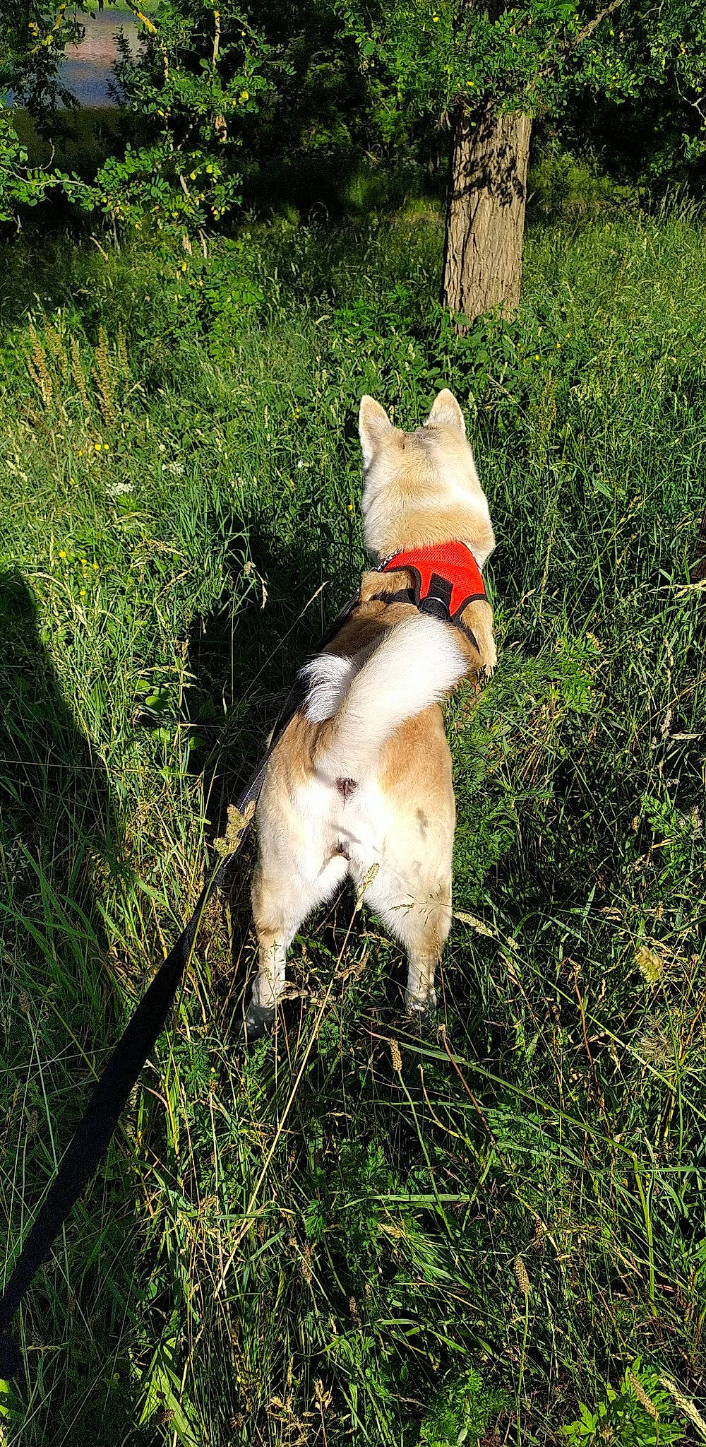 Isis participe au concours pour gagner de l'argent avec cette photo : adventure, carnivore, collar, companion_dog, dog, dog_breed, dog_clothes, dog_supply, fawn, grass, grassland, leash, plant, retriever, spitz, sporting_group, tail, toy, vertebrate, working_animal