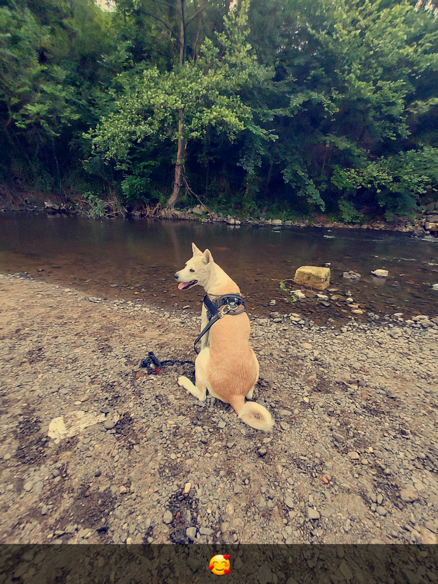 Isis participe au concours pour gagner de l'argent avec cette photo : asphalt, bank, carnivore, companion_dog, dog, dog_breed, fawn, forest, grass, lake, landscape, leisure, natural_landscape, plant, sporting_group, tail, tints_and_shades, tree, wood, working_animal