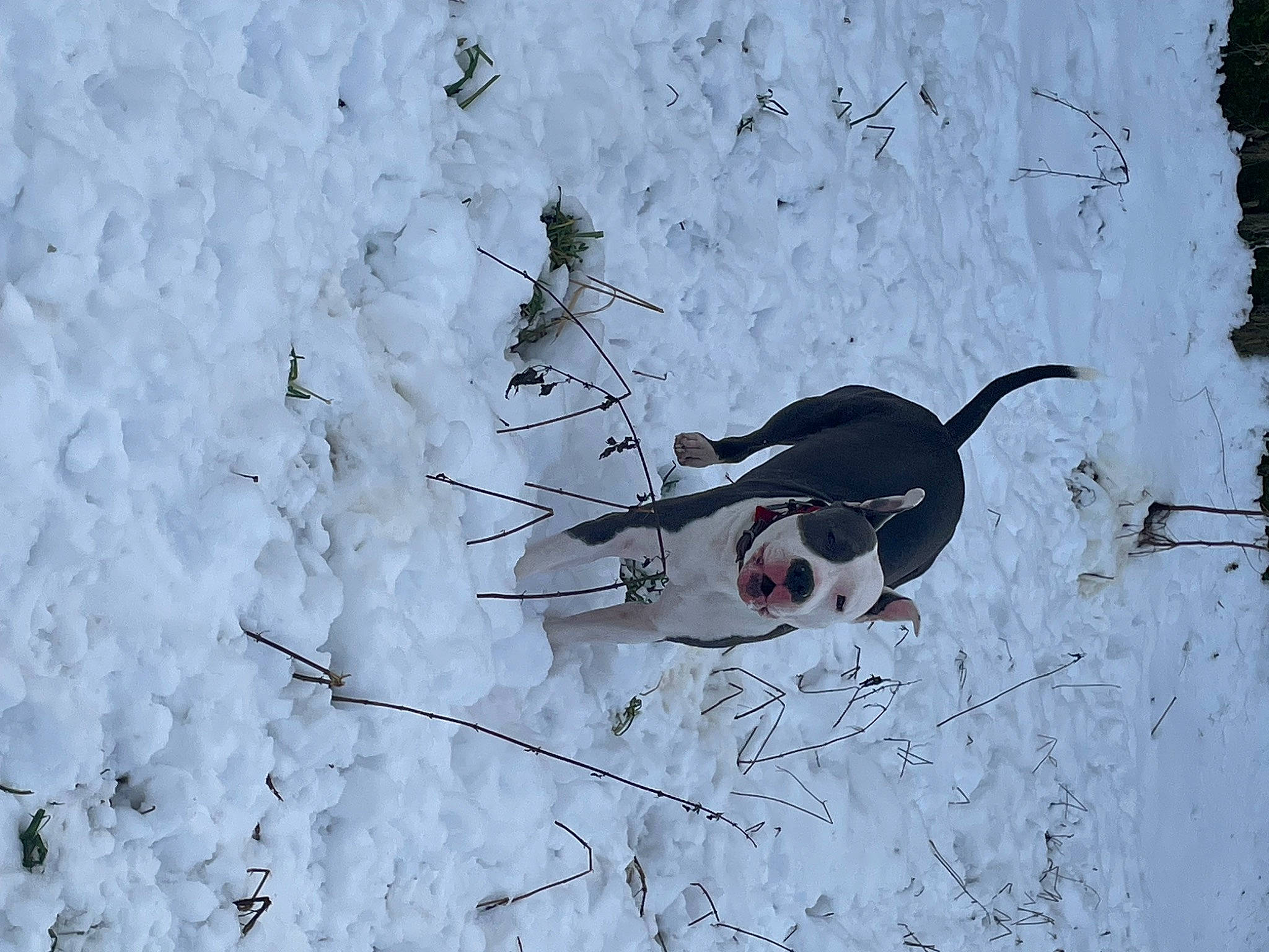 Daenerys a rejoint le concours — aidez-le/la à gagner de superbes lots ! art, beak, canidae, carnivore, collar, dog, dog_breed, freezing, ice_cap, plant, recreation, slope, snow, sporting_group, sports_equipment, tail, tree, twig, water_bird, winter