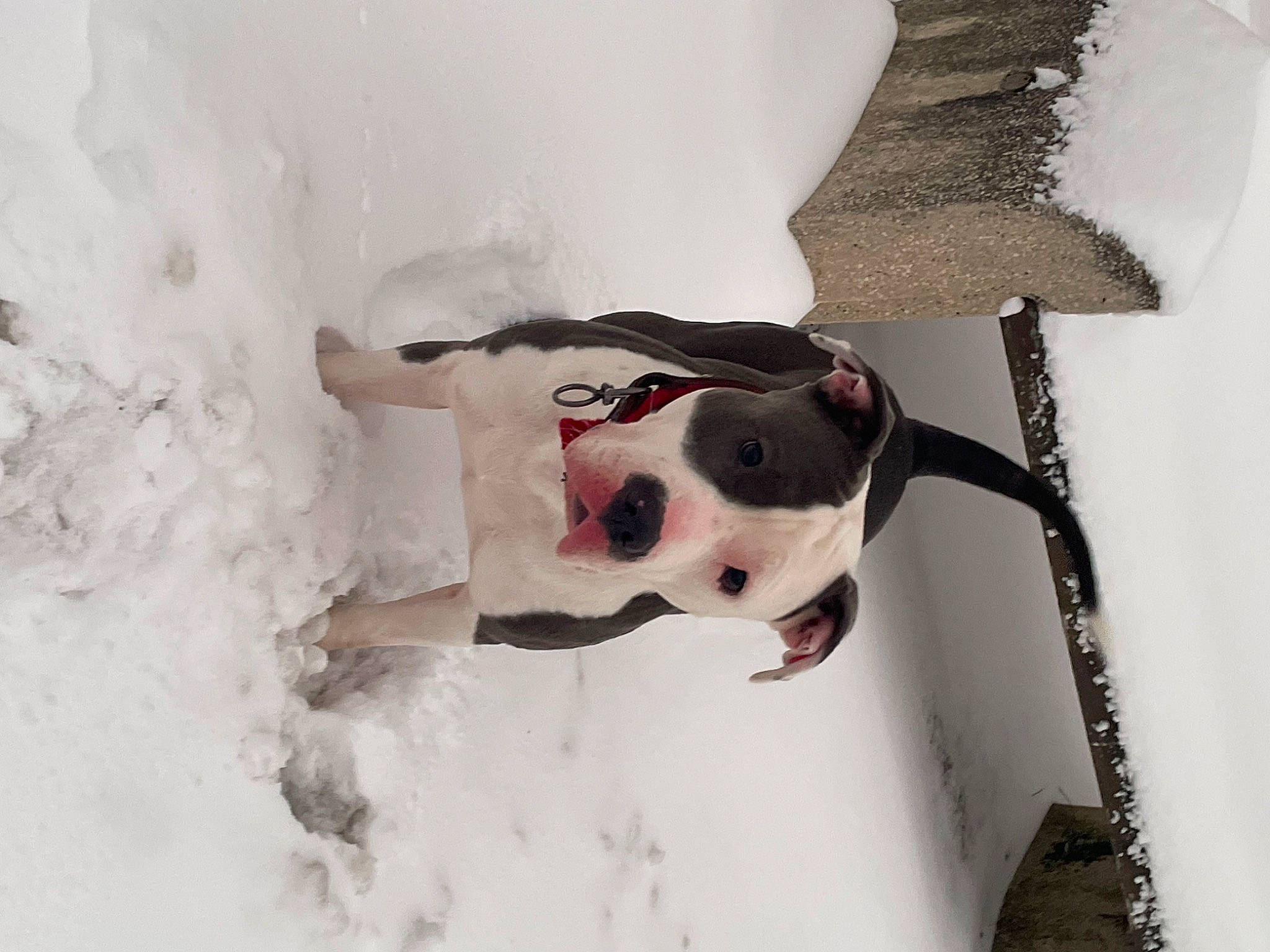 Daenerys participe au concours pour gagner de l'argent avec cette photo : canidae, carmine, carnivore, collar, companion_dog, dog, dog_breed, dog_collar, dog_supply, event, fawn, freezing, fur, head, pet_supply, snout, snow, sporting_group, winter, working_animal