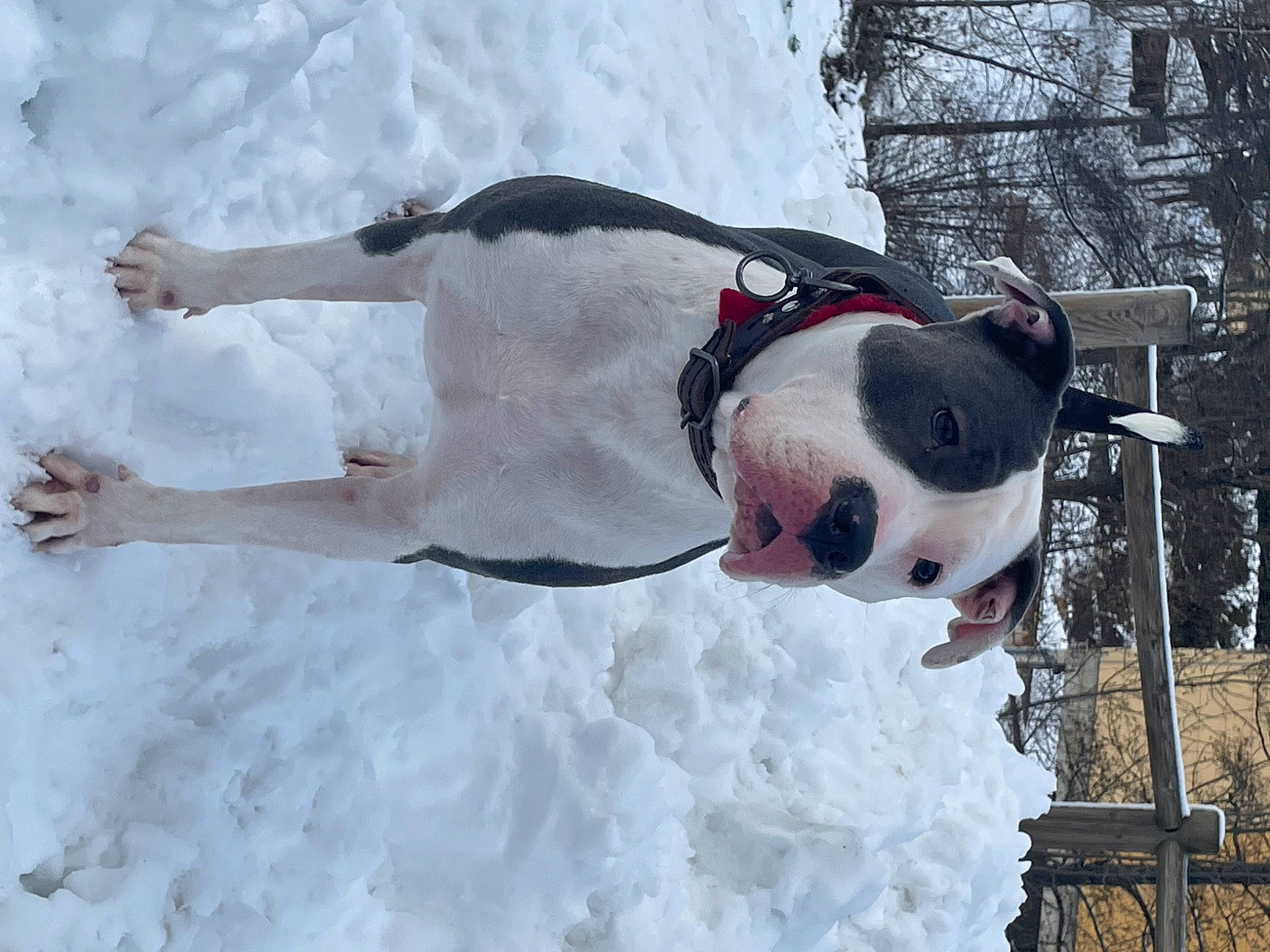 Daenerys participe au concours pour gagner de l'argent avec cette photo : ball, canidae, carmine, carnivore, collar, dog, dog_breed, event, eyewear, fawn, freezing, fun, fur, recreation, snout, snow, snowman, sporting_group, tree, winter