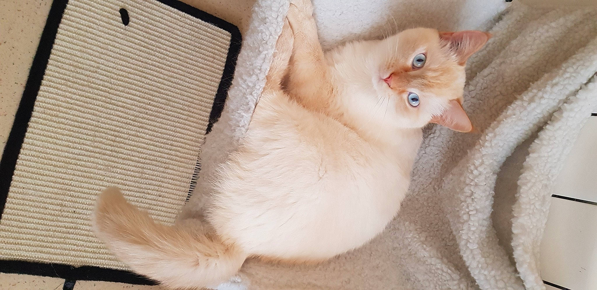 Chico a rejoint le concours — aidez-le/la à gagner de superbes lots ! burmilla, carnivore, cat, colorpoint_shorthair, fawn, felidae, fur, kitten, mammal, munchkin, ojos_azules, polydactyl_cat, ragamuffin, ragdoll, singapura, skin, small_to_medium_sized_cats, tail, turkish_van, whiskers