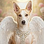 Ginger joined the competition — help win amazing prizes! dog, animal, pet, angel, wings, halo, pearl_harness, portrait, looking_at_camera, cute, white_feathers, costume, soft_light, glowing, closeup, decorative, fluffy, adorable, furry, background_blur