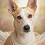 dog, pearls, jewelry, portrait, close_up, animal, pet, cute, ears, brown_eyes, soft_background, indoor, furry, adorable, necklace, muzzle, looking_at_camera, domestic_animal, calm, beautiful
