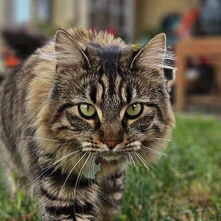 Oakley joined the competition — help win amazing prizes! animal, cat, closeup, collar, curious, domestic_cat, feline, fluffy_fur, focused, grass, green_eyes, nature, outdoor, pet, portrait, sunlight, tabby_cat, walking, whiskers, yard