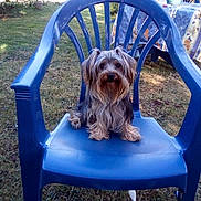 Pablo participe au concours pour gagner de l'argent avec cette photo : dog, small_dog, plastic_chair, blue_chair, outdoor, grass, garden, pet, fluffy, long_hair, animal, sitting, calm, nature, daylight, backyard, furniture, relaxing, cute, companion